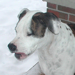 Meet your Posher, Thomas